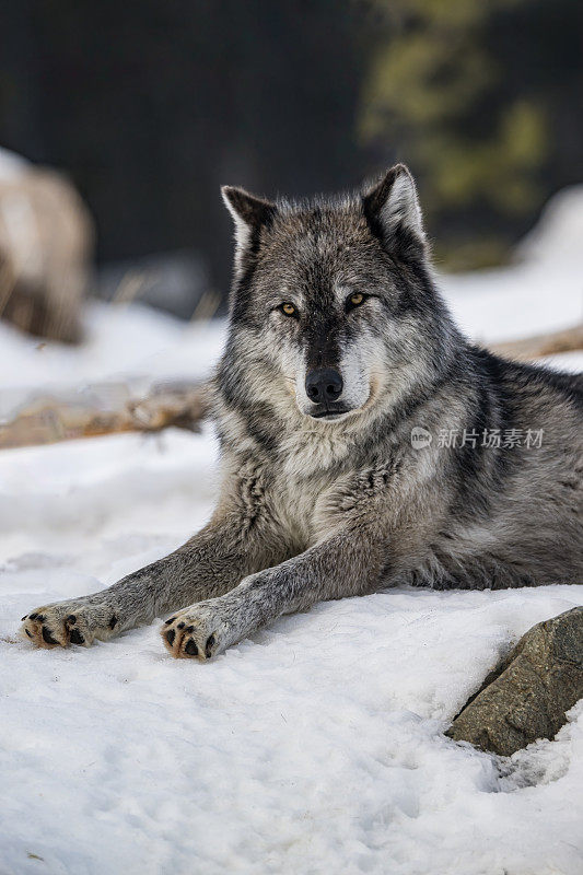 灰狼或灰狼(Canis lupus)是一种原产于北美荒野和偏远地区的犬科动物。在冬天与雪和特写。